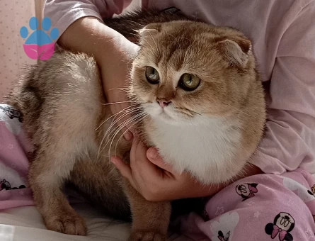 SCOTTİSH GOLDEN DİŞİ 11 AYLIK