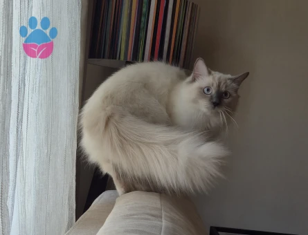 Güzel kızımıza (Sheeta) ragdoll eş arıyoruz