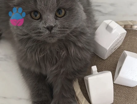 Maya’ya eş arıyoruz.