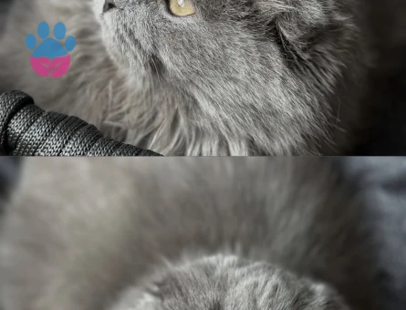 Maya’ya eş arıyoruz.