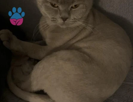 Yakışıklı oğluma eş arıyorum