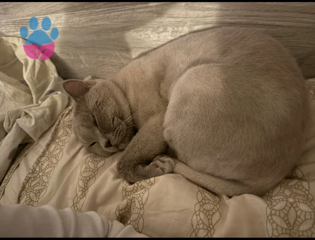 Yakışıklı oğluma eş arıyorum