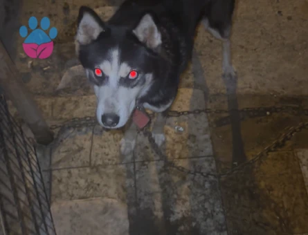 1.5 yaşında oğluma eş arıyorum