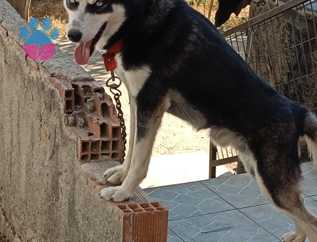 1.5 yaşında oğluma eş arıyorum