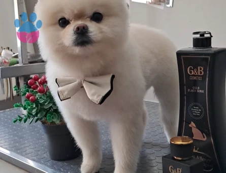 Yakışıklı Oğluma Gelin Arıyorum