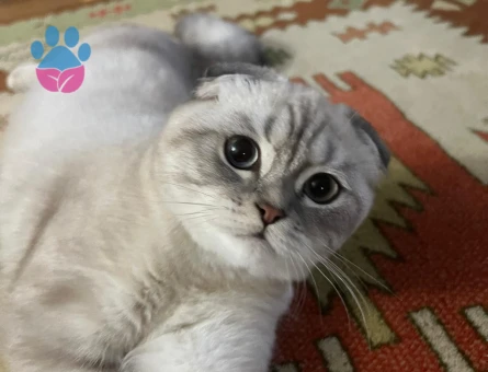 Scottish Fold Kedime Uygun Eş Arıyorum
