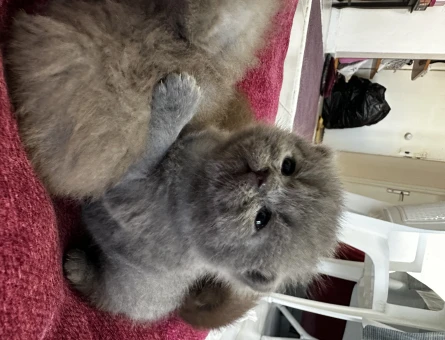 Yavru kedi sahiplendirme - 118966659