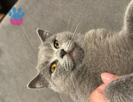 Kedimize eş aramaktayız