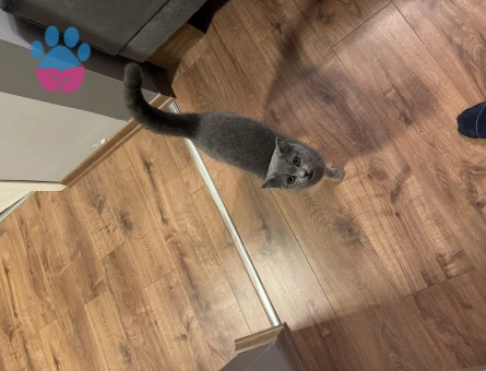 Kedimize eş aramaktayız