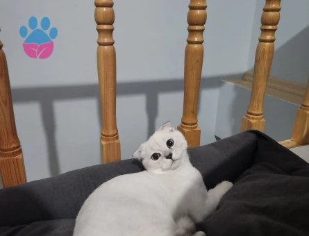 Oğlum Oscar Taliplerini Bekliyor