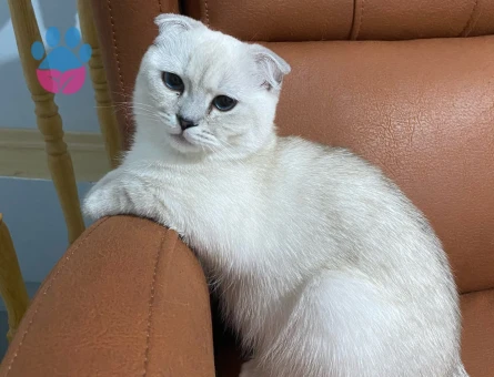 Oğlum Oscar Taliplerini Bekliyor