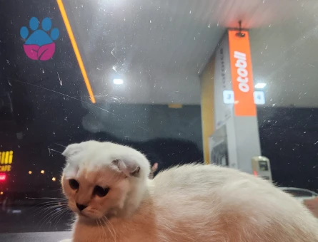 Oğlum Oscar Taliplerini Bekliyor