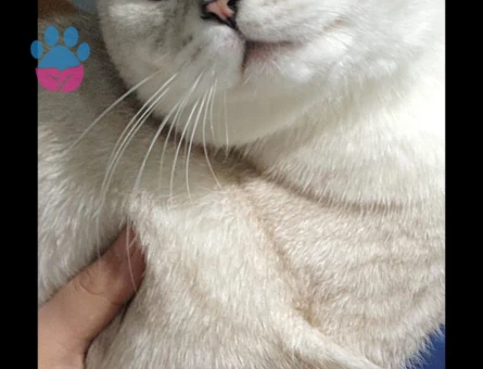 Oğlum Oscar Taliplerini Bekliyor