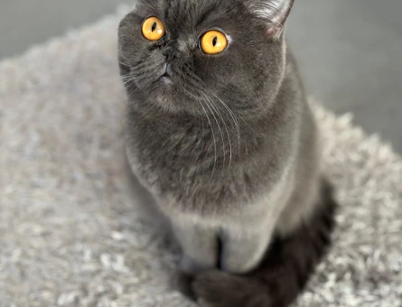 Exotic Shorthair - 118966667