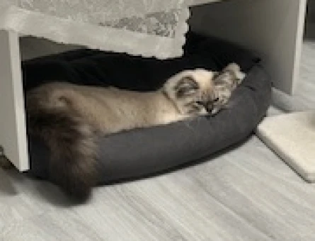 British Longhair Oğlumuza Eş Arıyoruz - 118966669