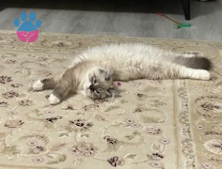 British Longhair Oğlumuza Eş Arıyoruz