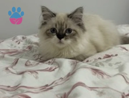 British Longhair Oğlumuza Eş Arıyoruz