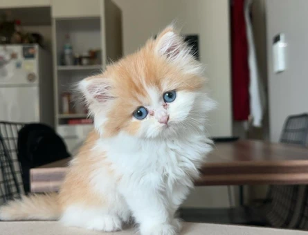 British Longhair Kedimize Dişi Arıyoruz - 118966673