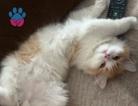 British Longhair Kedimize Dişi Arıyoruz