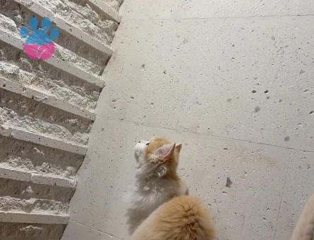 British Longhair Kedimize Dişi Arıyoruz