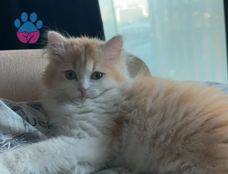 British Longhair Kedimize Dişi Arıyoruz
