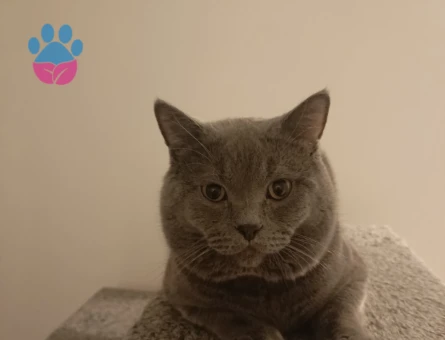 British oğlumuza eş ariyoruz