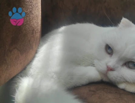 Kızıma eş arıyoruz