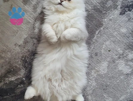 Dişi Chinchilla Kedime Eş Arıyorum