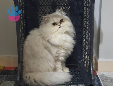 Dişi Chinchilla Kedime Eş Arıyorum