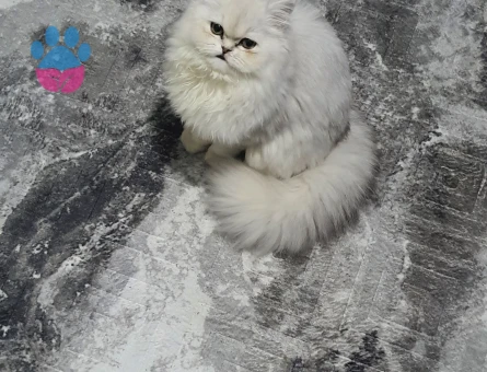 Dişi Chinchilla Kedime Eş Arıyorum