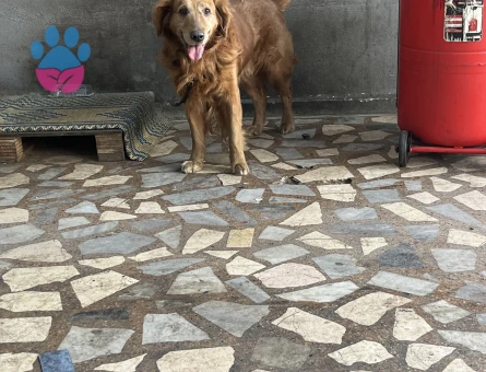 Bozo’ya eş lazım