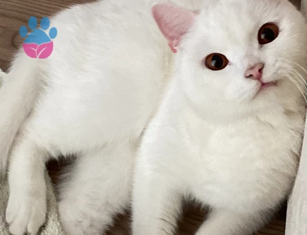 Dişimize çiftleştirilecek erkek arıyoruz