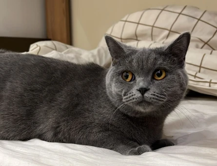 Dişi British Shorthair Kedime Eş - 118976469