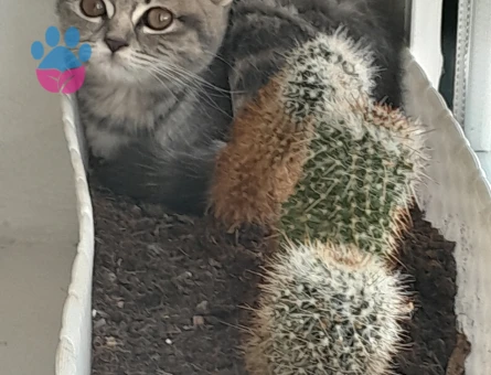 Hanfendi için eş arıyoruz