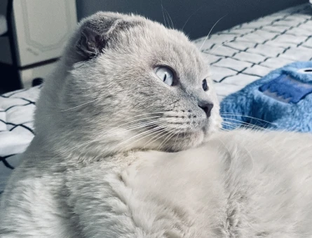 Scottish Fold 3 Yaşında Kızgınlıkta - 118983490