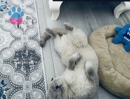 Scottish Fold 3 Yaşında Kızgınlıkta