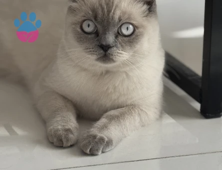 British kedime eş arıyorum