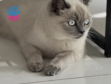 British kedime eş arıyorum