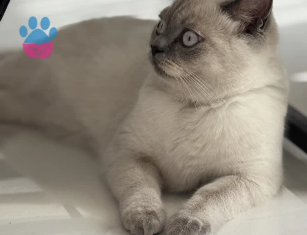 British kedime eş arıyorum