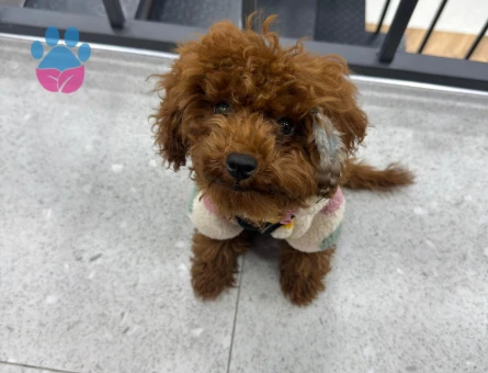 Toy Poodle Köpeğime Eş Arıyorum