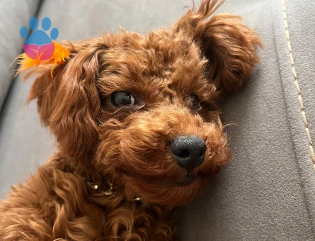 Toy Poodle Köpeğime Eş Arıyorum