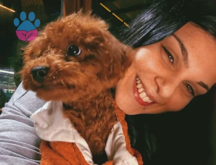Toy Poodle Köpeğime Eş Arıyorum