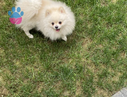 Oğluma  safkan pomeranian dişi arıyorum.