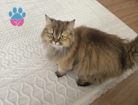 British longhair 1 yasinda