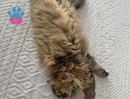 British longhair 1 yasinda