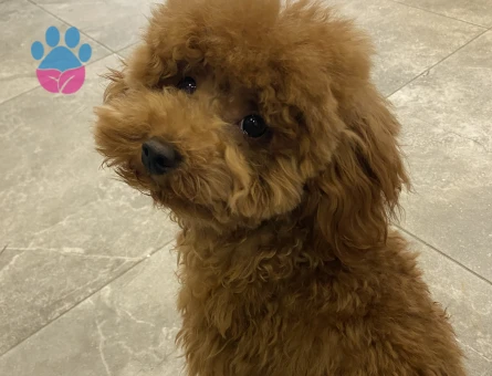 Orjinal Toy Poodle Oğlumuza Gelin Adayı Arıyoruz