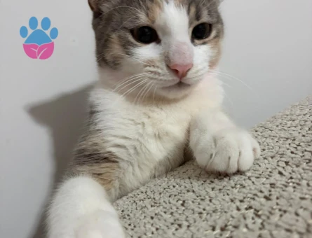 Tekir Kızımıza Eş Arıyoruz