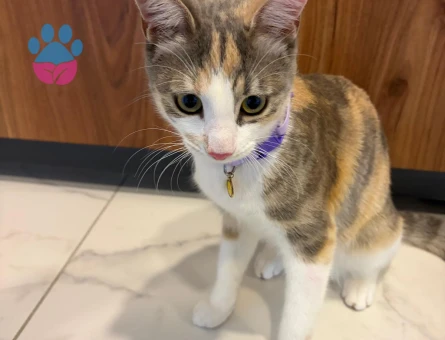 Tekir Kızımıza Eş Arıyoruz