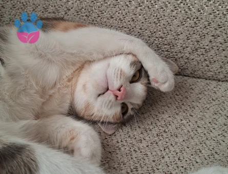 Tekir Kızımıza Eş Arıyoruz