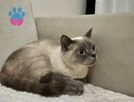 British Shorthair Güzel Kızımız Lunaya Eş arıyoruz